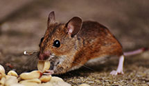 24 Hour & Emergency Exterminators in Quakertown, NJ